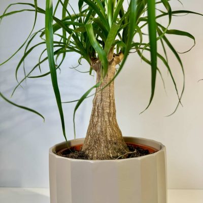 Nolina Recurvata en cerámica