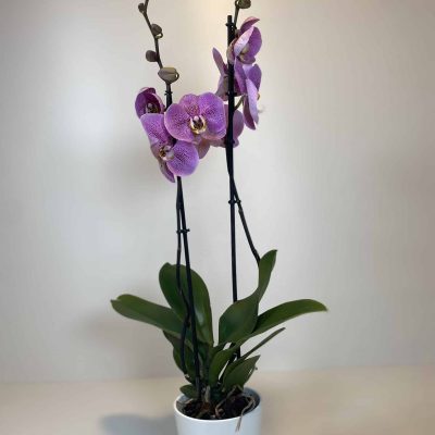 orquídea morada en maceta de cerámica