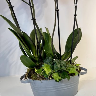 recipiente de cinc con musgo natural