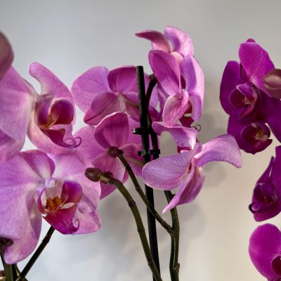 Orquídeas en color rosas-malvas