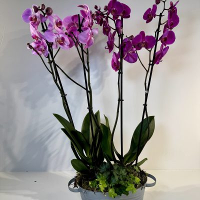 Orquídeas rosas-malvas en recipiente de cinc