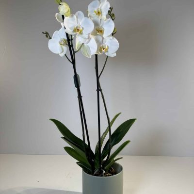 orquídea blanca en cerámica verde