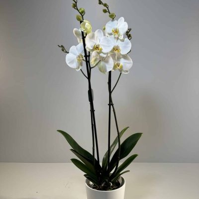 orquídea blanca en cerámica beige