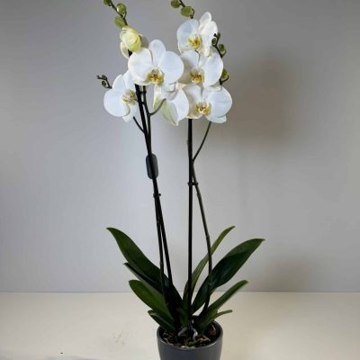 orquídea blanca en cerámica gris