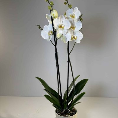 orquídea blanca en cerámica beige