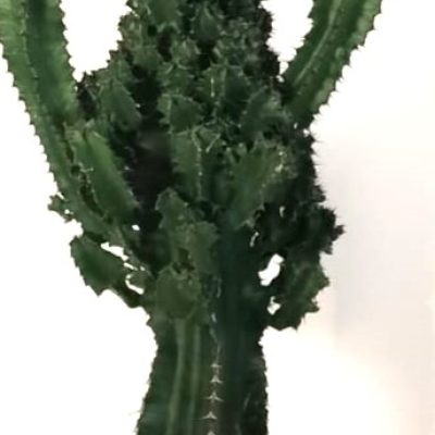 euphorbia